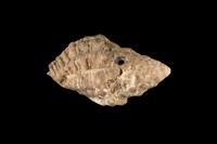 藏品(稜結螺)的圖片